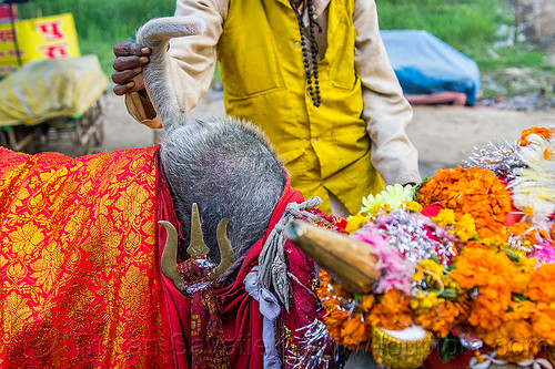 hindu man touching the wattle on hump of holy cow brings good luck, decorated, hand, hindu pilgrimage, hinduism, holy bull, holy cow, hump, kumbh mela, marigold flowers, sacred bull, sacred cow, trident, wattle