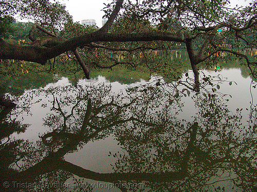 hoan kiem lake - Hồ hoàn kiếm - hanoi - vietnam, hanoi, hoan kiem lake, hồ hoàn kiếm, pond, tree, vietnam