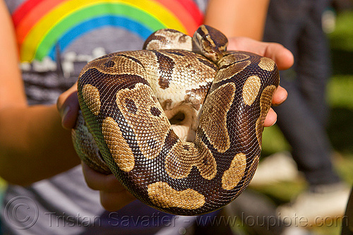 holding a coiled python pet snake, coiled snake, curled, gay pride festival, hands, pet snake, python, rainbow colors, wildlife
