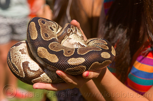 Holding A Curled Python Pet Snake