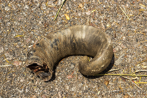 horn ripped off the head of a water buffalo in a truck accident (india), cow, road, water buffalo