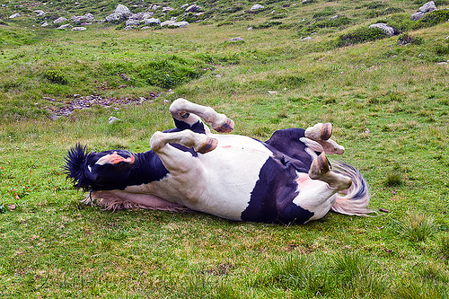 horse on its back, feral horse, grass field, grassland, pinto coat, pinto horse, rolling, stallion, stud, white and black coat, wild horse