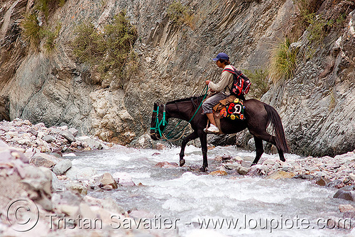 horse riding across creek (argentina), argentina, fording, horse, horseback riding, iruya, man, noroeste argentino, pony, quebrada de humahuaca, river bed, river crossing, san isidro, trail