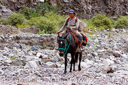 horse riding (argentina), argentina, bridle, horse, horseback riding, iruya, man, noroeste argentino, pony, quebrada de humahuaca, riverbed, rocks, san isidro, trail