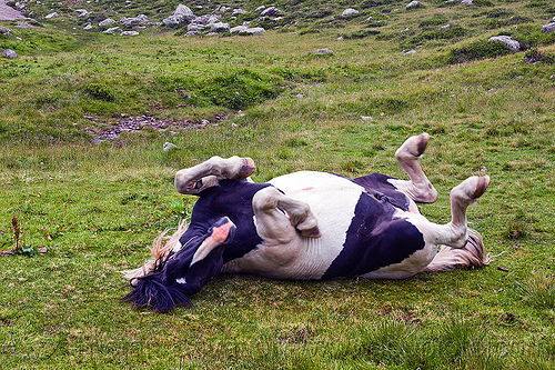 horse rolling on its back, feral horse, grass field, grassland, pinto coat, pinto horse, rolling, stallion, stud, white and black coat, wild horse