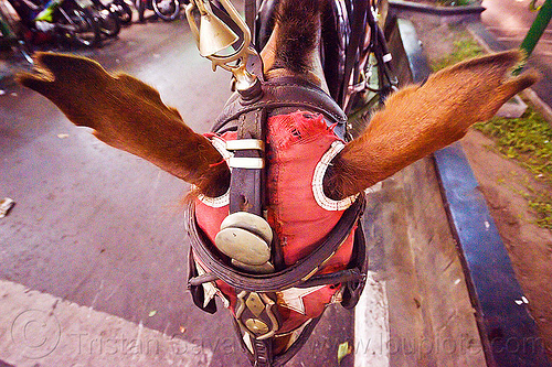 horse with clipped ears, body modification, bodymods, bridle, draft horse, draught horse, ears, hood, indonesia, jogja, malioboro, mask, night, yogyakarta