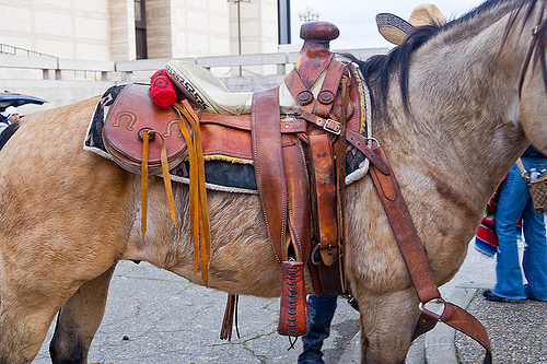 horse with mexican saddle, horse, horseback riding, leather, mexican saddle