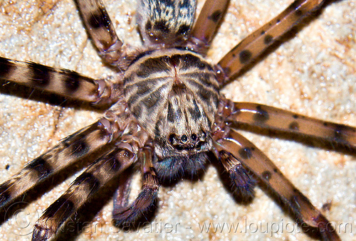 huntsman spider - close-up, borneo, cave spider, caving, closeup, eyes, giant crab spider, gunung mulu national park, huntsman spider, lang cave, limestone, malaysia, natural cave, sparassidae, spelunking, wildlife