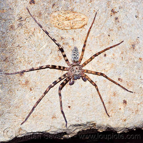 huntsman spider in cave (borneo), borneo, cave spider, caving, giant crab spider, gunung mulu national park, huntsman spider, lang cave, limestone, malaysia, natural cave, rock, sparassidae, spelunking, wildlife