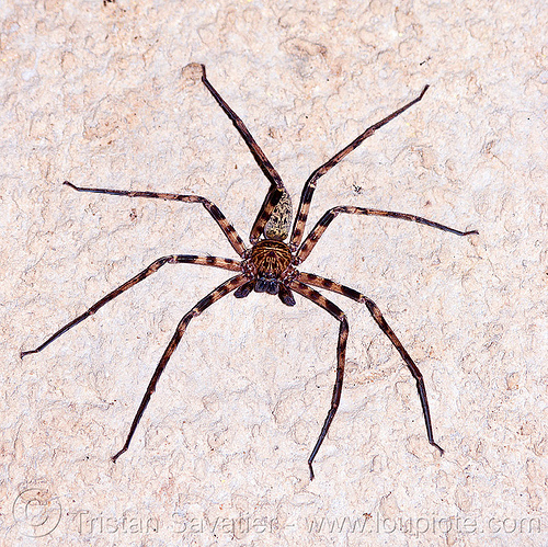 huntsman spider in cave - crab spider (borneo), borneo, cave spider, caving, giant crab spider, gunung mulu national park, huntsman spider, malaysia, natural cave, racer cave, sparassidae, spelunking, wildlife