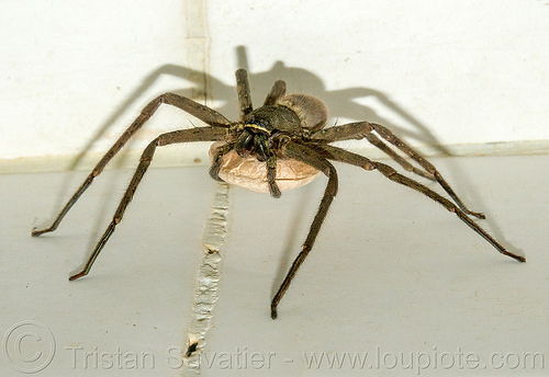 huntsman spider with egg sac (philippines), egg sac, giant crab spider, heteropoda venatoria, huntsman spider, sparassidae