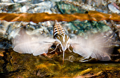 hyles lineata - sphingidae, darwin falls, death valley, drinking, flying, hornworms, hovering, insect, pond, sphingidae, white-lined sphinx moth, wildlife, yles lineata