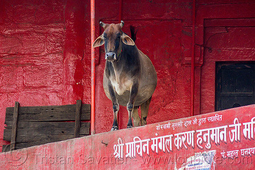 indian street cow (india), hindu temple, hinduism, red, street cow, varanasi