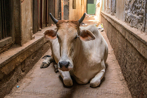 indian street cow laying in narrow street (india), laying down, narrow, resting, street cow, varanasi