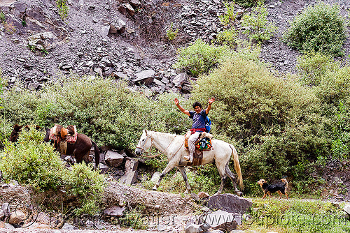 indigenous man riding horse to the village (argentina), argentina, hiking, horseback riding, iruya, man, noroeste argentino, pony, quebrada de humahuaca, river bed, san isidro, trail, trekking, white horse