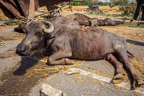 injured and dead water buffaloes after truck accident (india), accident, carcass, cows, crash, dead, injured, laying, road, water buffaloes