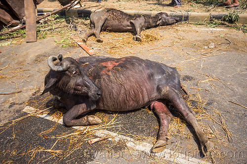 injured and dead water buffaloes after truck accident (india), accident, carcass, cows, crash, dead, injured, laying, road, water buffaloes