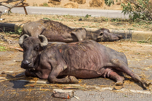 injured and dead water buffaloes after truck accident (india), carcass, cows, crash, dead, india, injured, lying, road, traffic accident, truck accident, water buffaloes