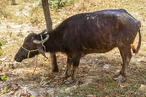 injured water buffalo after truck accident (india), cow, crash, injured, road, rope, shade, tree, water buffalo