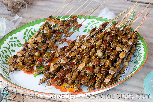 insects on a stick - snack food (laos), edible bugs, edible insects, entomophagy, food, roasted, skews