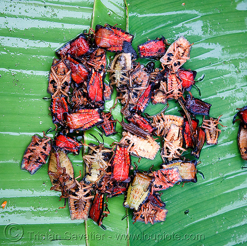 insects on the market - bugs - food, alive, edible bugs, edible insects, entomophagy, food, live, luang prabang