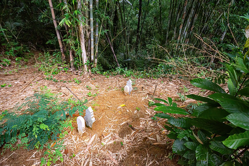 islamic tomb in the forest, forest, grave, islamic tomb, islamic tombstones, jungle, muslim tomb, tana toraja