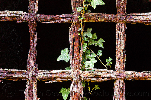 ivy on rusty grate, black background, dark, fortifications, grate bars, hedera helix, iron grate, ivy leaves, military fort, old fortification, rocca d'anfo, ruins, rust texture, rusted grate, rusty