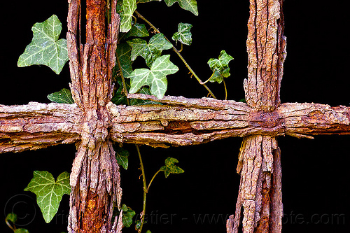 ivy on rusty grate bars, black background, dark, fortifications, grate bars, hedera helix, iron grate, ivy leaves, military fort, old fortification, rocca d'anfo, ruins, rust texture, rusted grate, rusty