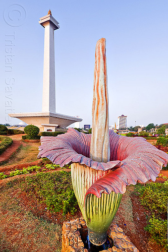 jakarta monument (monas) and giant corpse flower, amorphophallus titanum, architecture, bunga bangkai, column, corpse flower, jakarta, medan merdeka, merdeka square, monumen nasional, national monument, park, plants