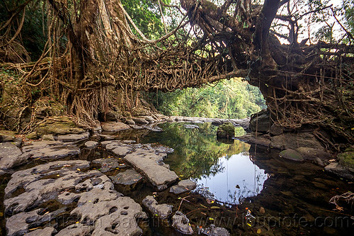 jingmaham living root bridge - mawlynnong (india), banyan, east khasi hills, ficus elastica, footbridge, jingmaham, jungle, living bridges, living root bridge, mawlynnong, meghalaya, rain forest, river bed, rocks, roots, strangler fig, trees, wahthyllong