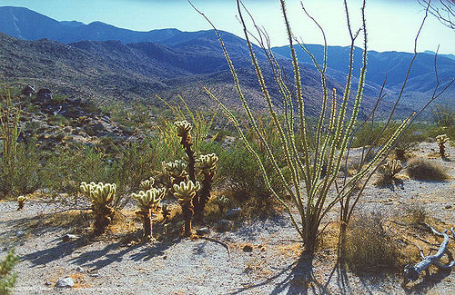 jumping cactus - cholla, cholla, cylindropuntia fulgida, jumping cactus, landscape, plants