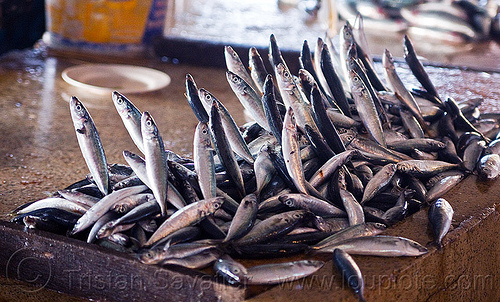 jumping fishes at fish market - lahad datu (borneo), borneo, dead fishes jumping, fish market, food, lahad datu, malaysia, seafood