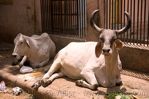 kankrej cows in the street - delhi (india), delhi, kankrej cows, laying down, ox, resting, street cow