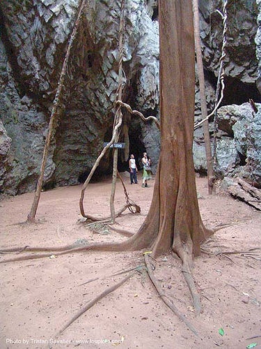 karstic area - big tree - thailand, buttress roots, rain forest, tree, trunk