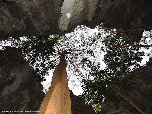 karstic area - tree between rocks - thailand, tree
