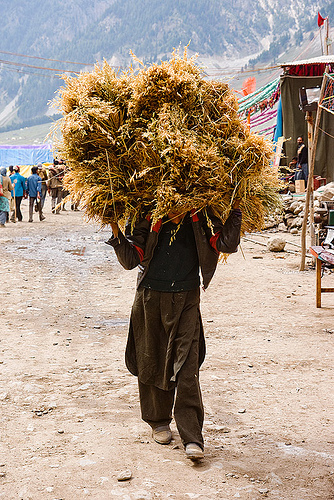 kashmiri man carrying a ball of hay - amarnath yatra (pilgrimage) - kashmir, amarnath yatra, hay, hiking, hindu pilgrimage, kashmir, load bearer, mountain trail, mountains, muslim, pilgrim, pony-man, trekking, wallah
