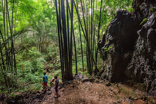 kids in bamboo forest, tana toraja