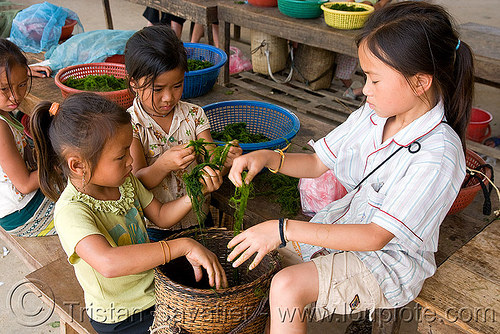 kids preparing algaes (laos), algaes, children, girls, kids, little girl