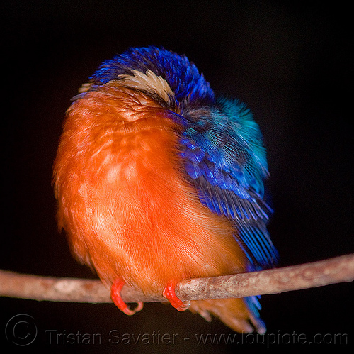 kingfisher bird sleeping, blue-eared kingfisher, borneo, branch, kinabatangan river, malaysia, night, sleeping, sukau, wild bird, wildlife