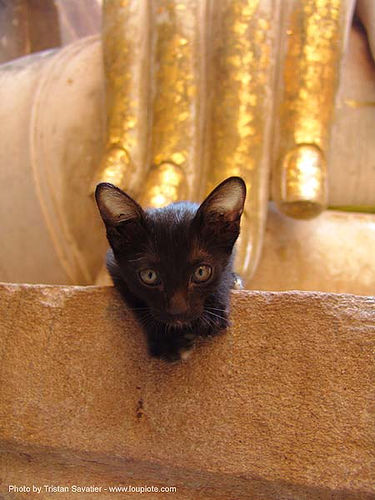 ลูกแมว - พระพุทธรูป - kitten and buddha hand - วัดศรีชุม - wat si chum - อุทยาน ประวัติศาสตร์ สุโขทัย - เมือง เก่า สุโขทัย - sukhothai - thailand, black kitten, buddha image, buddha statue, buddhism, buddhist temple, cat, fingers, giant buddha, gilded, hand, sculpture, skinny, sukhothai, wat si chum, พระพุทธรูป, วัดศรีชุม, อุทยาน ประวัติศาสตร์ สุโขทัย, เมือง เก่า สุโขทัย