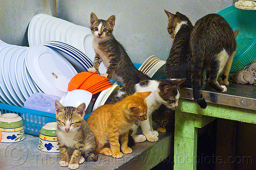 kittens on the dishes, borneo, cats, dishes, ginger kitten, kitchen, kittens, mackerel tabby, malaysia, tabby cat