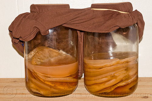 kombucha - fermented tea, bacterial culture, bacterias, brew, brewing, drink, fermentation, fermented tea, glass jars, home-made, kombucha, mothers, scoby, yeast, чайный гриб