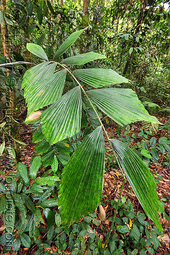korthalsia palm leaves, borneo, flabellate, gunung mulu national park, jungle, korthalsia, leaves, malaysia, palm, plants, rain forest