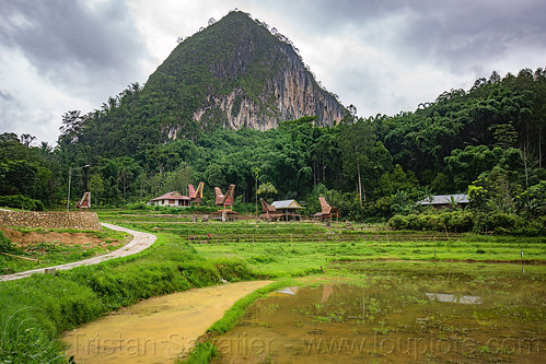 landscape in tana toraja, with tongkonan roofs, forest, hill, jungle, landscape, tana toraja, tongkonan roof, village