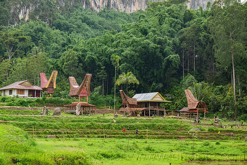 landscape in tana toraja, with tongkonan roofs, bamboo forest, jungle, tana toraja, tongkonan roof, village
