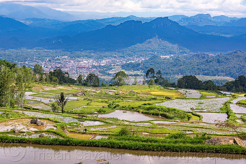 landscape with flooded rice fields, agriculture, flooded paddies, flooded rice field, flooded rice paddy, landscape, rice fields, rice paddies, rice paddy fields, tana toraja, terrace farming, terrace fields, terraced fields