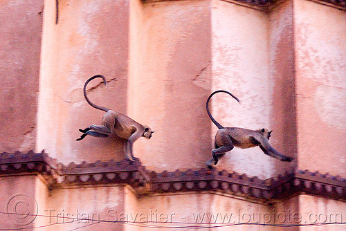 langur monkeys in temple - orchha (india), black-faced monkey, chatarbhuj temple, chaturbhuj mandir, gray langur, hindu temple, hinduism, ledge, orchha, running, semnopithecus entellus, wildlife