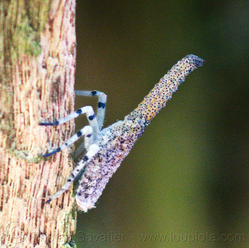 lantern bug - fulgoridae - zanna terminalis nymph, borneo, closeup, fulgoridae, gunung mulu national park, insect, jungle, lantern bug, lantern fly, malaysia, nymph, rain forest, wildlife, zanna terminalis