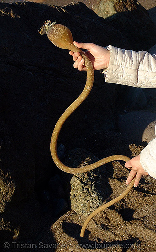 large algae looking like snake (san francisco), sea algae