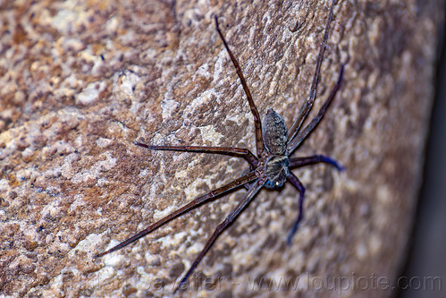 large cave spider, cave spider, londa burial cave, tana toraja